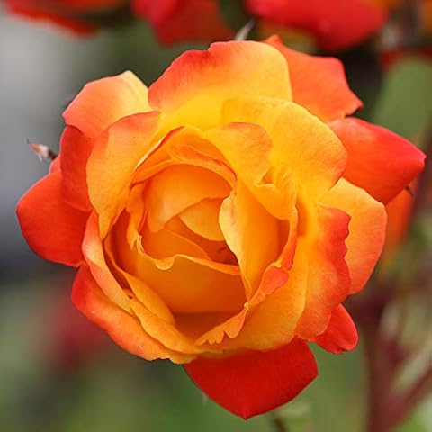 Heirloom Roses Climbing Rose Plant - Piñata Climber Rose Bush, Orange and Yellow Rose, Live Plant for Planting Outdoors Cover