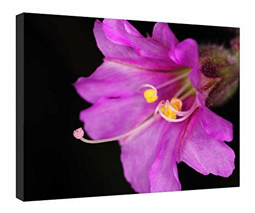 Impression sur toile rose et jaune pour réveiller un mur blanc avec un cadre bois