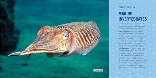 Callisto Kids Hestermann, Bethanie Ocean Animals For Kids: A Junior Scientist'S Guide To Whales thumb #7