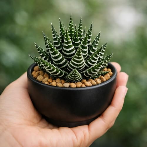 Image of Live Haworthia Zebra Succulent | Decorative Indoor Plant with Pot | Easy Care Houseplant for Home, Office & Table Decor