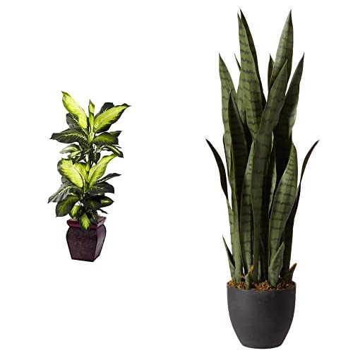 Sansevieria and Golden Dieffenbachia with Planters (35in & 45in)