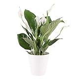 blumenshop.de