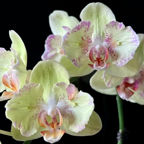 orquídea phalaenopsis - semillas de silvestres de sombra semillas orquídea ornamentales lugares soleados interior otoño Decoraciones 500semillas