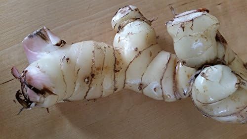 Fresh Galangal 8 oz.