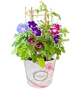 Amazon｜花のギフト社 朝顔 あさがお アサガオ 花 鉢植え