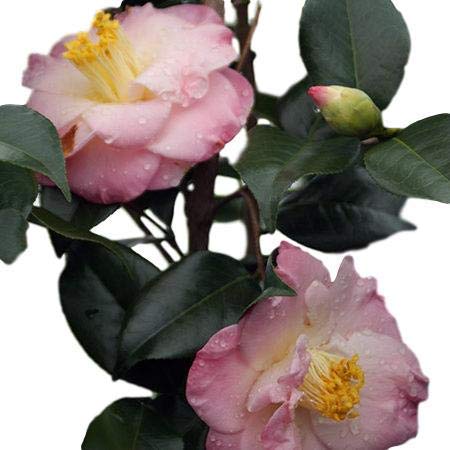 12 Best Low Maintenance Evergreen Shrubs for Front of House | UrbanOrganicYield.com April Remembered Camellia Japonica ( Zone 6 ) - Live Plant - Quart Pot