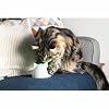 Sure Petcare Hub