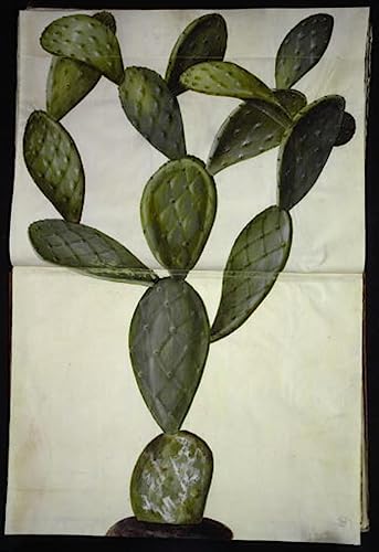 Impression d'art Opuntia Monacantha Holtzbecker affiche vintage salon 60x90