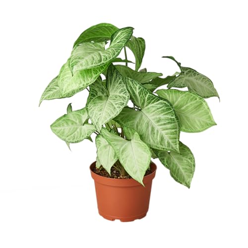 Syngonium White Butterfly 6 inch pot
