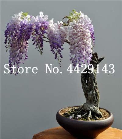 Amazon Co Jp 新しい18熱い夏100 藤盆栽のbonsailingポット盆栽販売のための園芸植物を10個 袋クライミング 7 ホーム キッチン