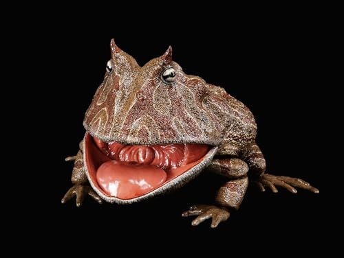 Beelzebufo Ampinga figurine grenouille 1:2 de collection AMITD - 2