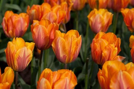 25 Quality Tulip Bulbs - Princess Irene (Orange) - Freshly Imported from Holland - Image 4