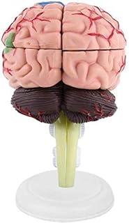 Assembly Model Human Brain Anatomical Model Teaching Tool Anatomical Anatomy Model Science Education Education 1pcs,1 for School,Education