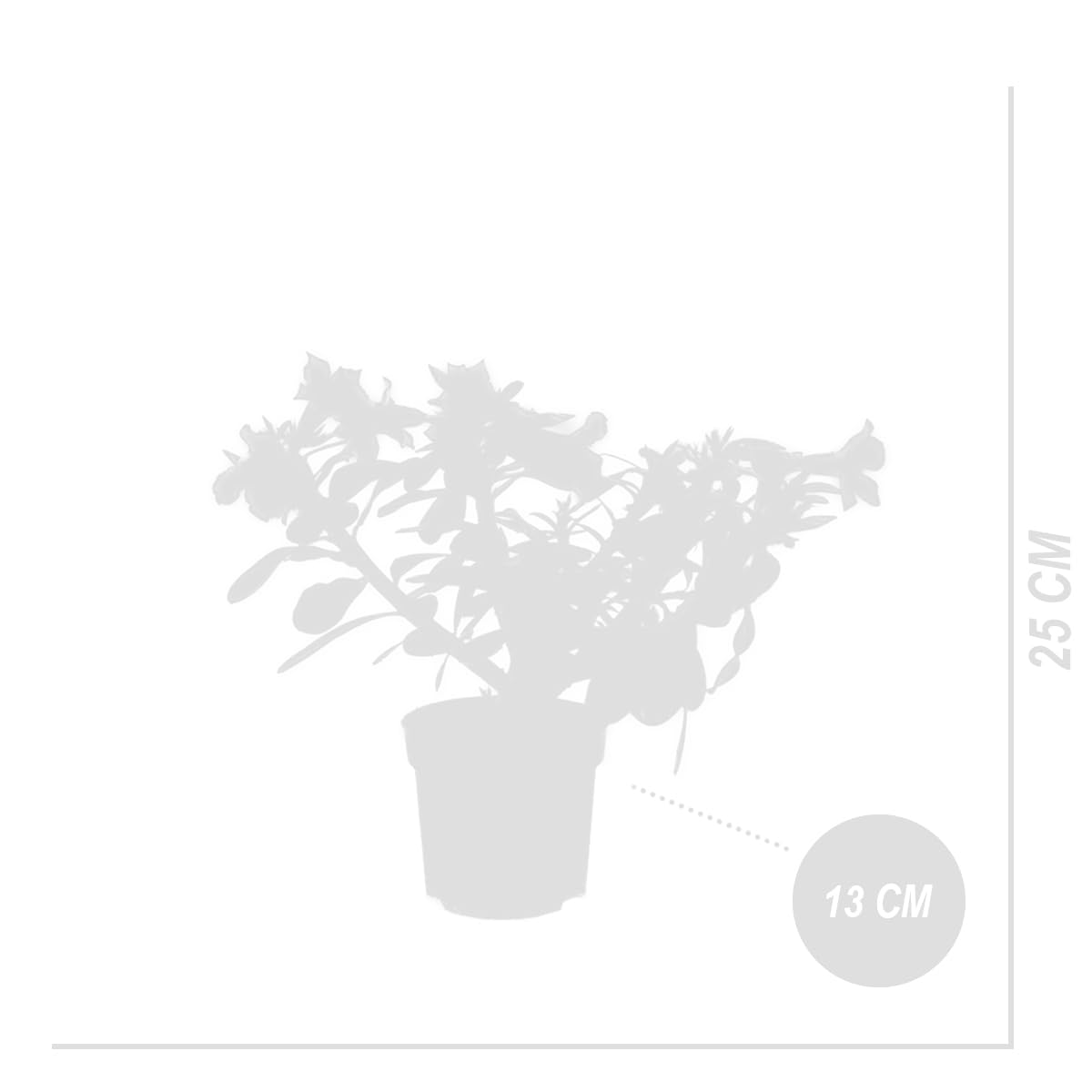 Bloomique Adenium Obesum Rose du Désert Plante d'intérieur Pot 13cm Hauteur 25-35 cm