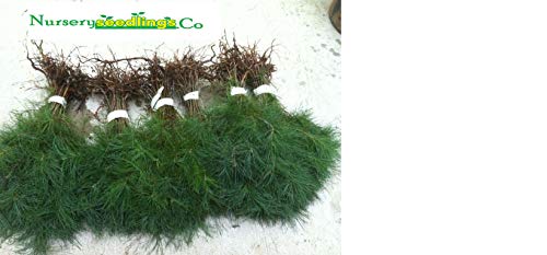 Evergreen Transplant Seedlings 6" To 8" Tall Qty-22 #TOP1