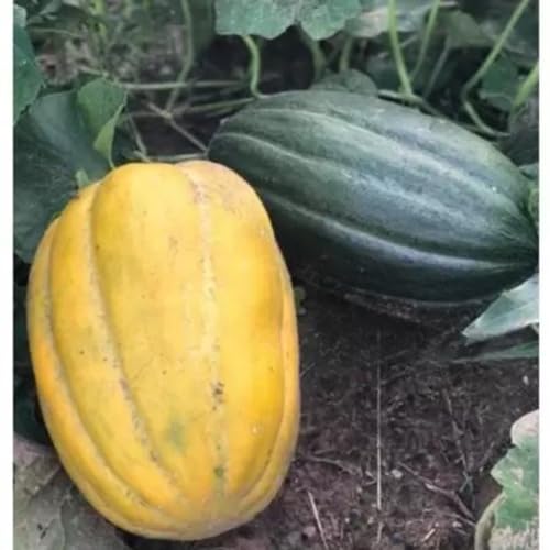 Sementes Melão Gaúcho Caipira 5 gramas Superdoce Salada Cozinha Horta