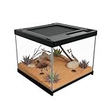 Reptilien Terrarium aus Glas 360° Mini Transparente Terrarium Insekten Futterbox für Spinnen, Pflanzen, Skorpion, Käfer, Gehörnter Frosch, 20 x 20 x 17cm