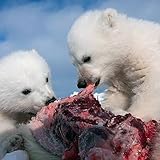 dodge avenger 2010 forum  dodge avenger