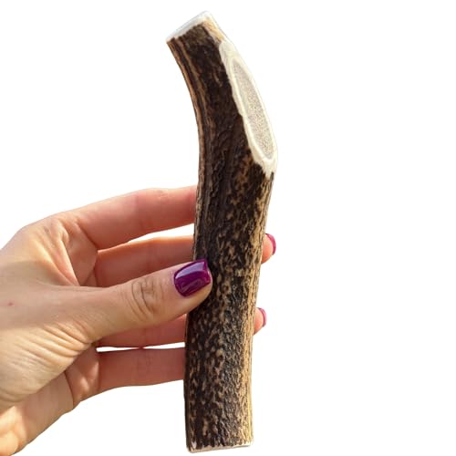 Antler Chew Large Antler Dog Chew (130180g From 13cm) | Naturally Shed & Sanded | Long-Lasting Odourless Chew for Moderate Chewers | Supports Dental Health