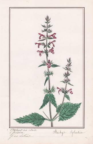 Epiaire Stachys germanique - Stachys germanica - Ziest / Botanik botany / Blume flower / Pflanze plant
