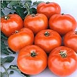 Jet Star Tomato Seeds (45 Seeds) Seeds for Planting, Farm, Growing in Garden, Greenhouse, Vegetable, Fruit
