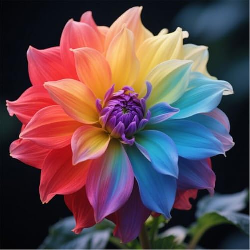 Bulbi di dalia, resistenti, adatti al giardino, adatti ai principianti, facili da coltivare-4bulbi-E