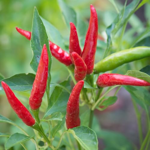 PREMIER SEEDS DIRECT - HOT Chilli Pepper - TAKANOTSUME - 30 Finest Seeds