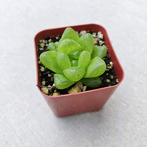 Haworthia Cymbiformis Var. Obtusa (2 Inch) #TOP1