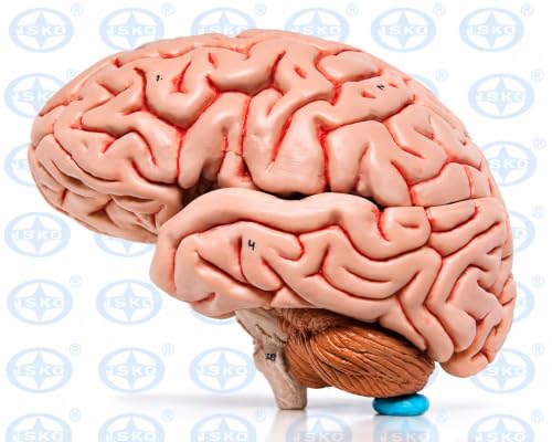Image of ISKO | Life Size Human Brain Model | removable in 4 parts Fiber glass Resin material for Teaching Anatomy of Brain for Science Classroom Study | 1 Pc.