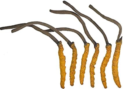 Wild Cordyceps, Whole Himalyan Cordyceps Sinensis Mushroom, Genuine and Very Rare, High Grade, Boost Energy, Reduce Stress for Men and Women, 5 Grams