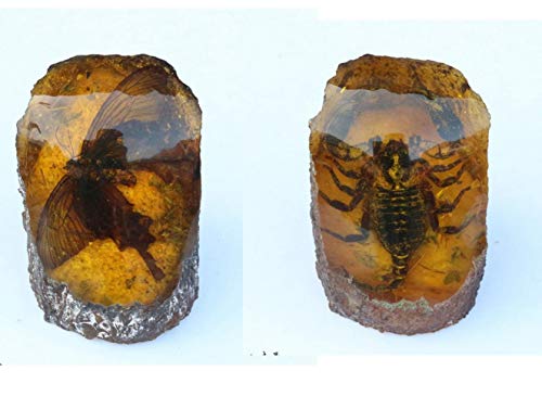 Special Offer # TOP Cool # 2pcs - School Teaching Butterfly Scorpion Animal Amber Specimen # Free Shipping Cost