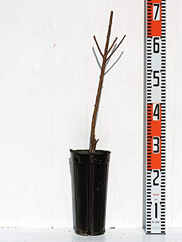 ユスラウメ　　6.0号　接木苗 ユスラウメ 6.0号 接木苗