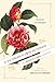 A Victorian Flower Dictionary: The Language of Flowers Companion