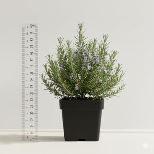 Image of live plants (ROSEMARY PLANT)