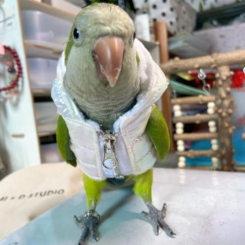 Fantasia de aniversário de festa de Natal de pano de pássaro para papagaio, Halloween, animais de es