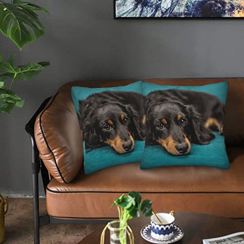 Pillow Covers Cases Black Long-Haired Dachshund Dog,Double-Sided Pattern Square Pillow Covers Sofa Cushion Covers 18"X18" Inch For Living Room (2Pcs) #TOP7