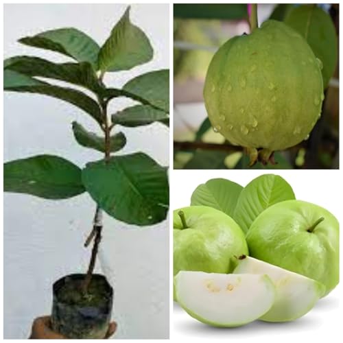 Image of Alltime Nagpur Seedless Sweet White Fleshed Guava plant,CF SG43