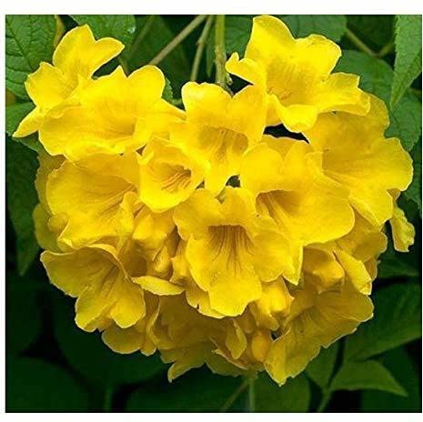 Corofitam_Tecoma PlantLive Tecoma/Tikoma"Gori Chori""Yellow Bell" Yellow Flower Plant 1 Healthy Live Plant (B0B3XL8XVQ) Amazon Price History, Amazon Price Tracker