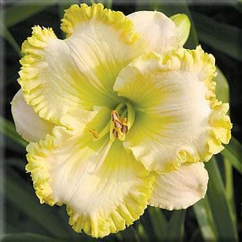 Radha Krishna Agriculture® Daylily Highligher yellow flower bulbs|| Fragrant Flowers Planting Bulb for Home Gardening|Fresh Bulbs for Flower Pots | Bulbs for Indoor Home Decor | Pack of 4 (B0BTDQD12X) Amazon Price History, Amazon Price Tracker