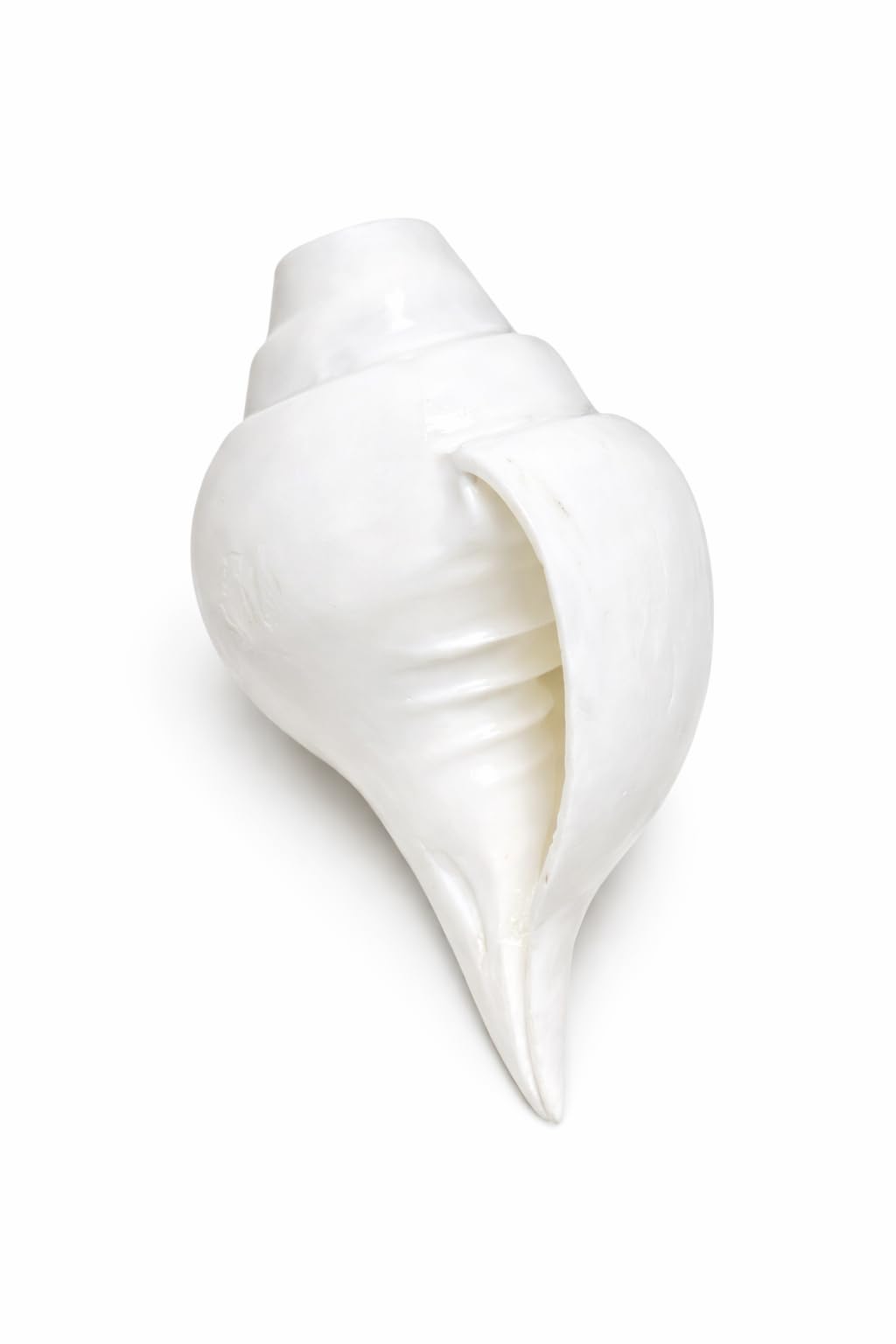 Original Vamavarti Shankh for Pooja | Baynavarti Natural Conch for Puja, Temple, Home Decor, Mandir, Spiritual Use | Auspicious Loud Blowing Shankh for Vastu, Prosperity (15 cm-350 gm)-image-32