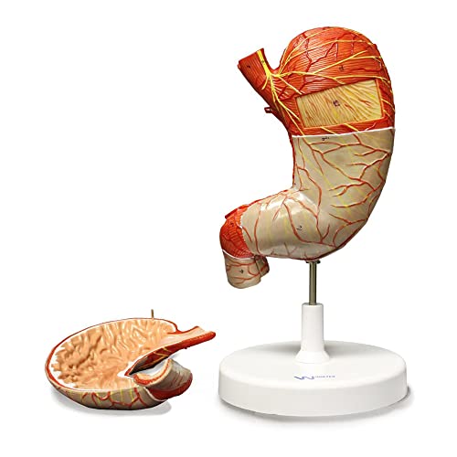 Image of B10440 Stomach Model, 1.5X Life Size, 2-Parts