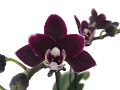 Orquídea Phalaenopsis Planta Exótica de Interior