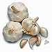 GARLIC BULB (3 Pack), FRESH CALIFORNIA SOFTNECK GARLIC BULB FOR PLANTING AND GROWING YOUR OWN GARLIC, BUY COUNTRY CREEK BRAND ONLY NOT FAKES