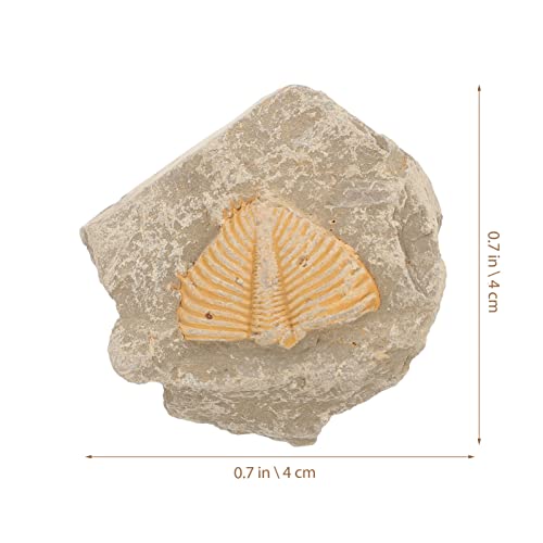 Verdadeira Trilobite Fósseis Kit: Trilobite Rocha Cauda Fósseis Pedras Fósseis de Artródios TRILOBIT