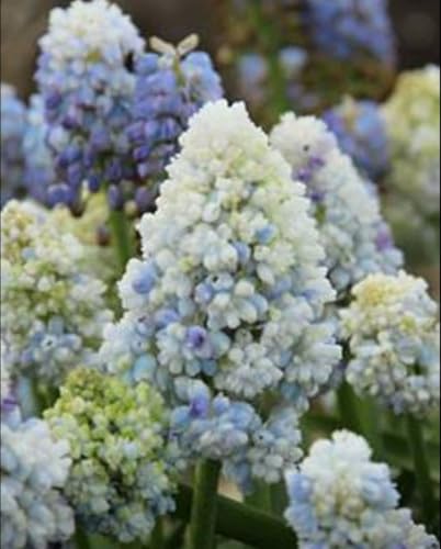 ダブルビューティー ムスカリ球根 2球 観葉植物 ガーデニング