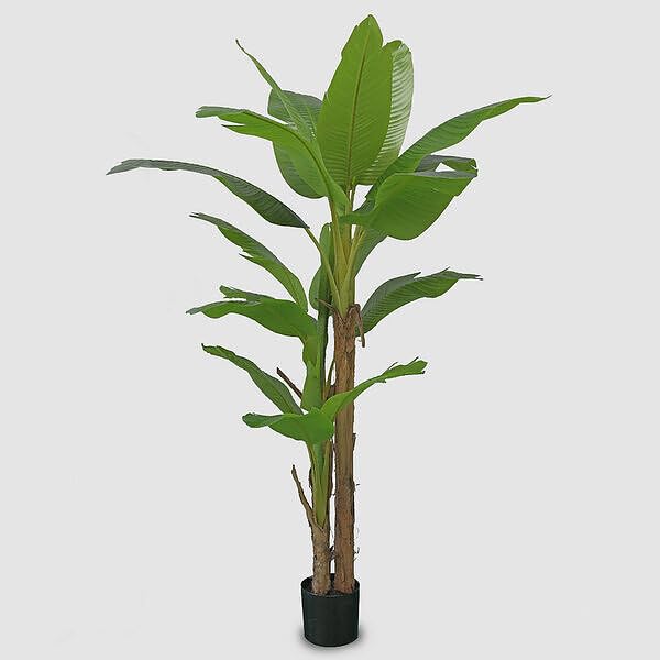 EDG Enzo De Gasperi Banano con Vaso Artificiale H 200 Cm Colore Verde