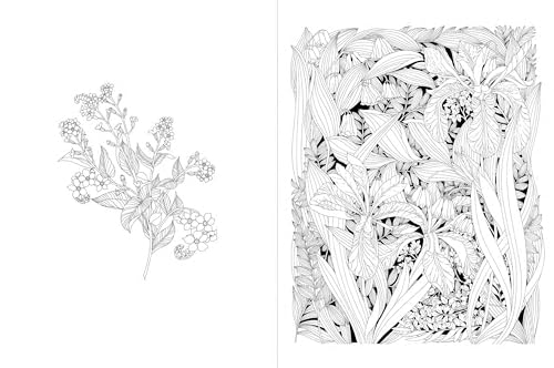 A Walk in the Woods: An Intricate Coloring Book - Image 2