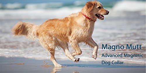 best magnetic dog collar
