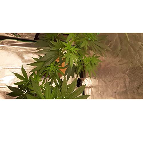 CHASELIFE 720 PODCAST (Trailer)