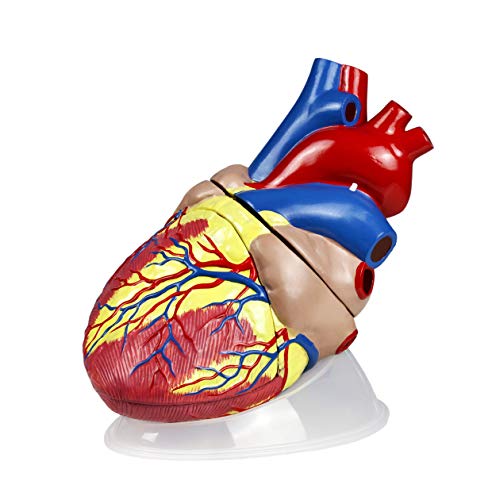 Image of Parco Scientific PB00146 Jumbo Heart Model- 3 Parts, 5X Natural Size